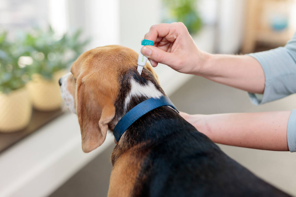 Bravecto Transdermal Cães Antipulgas E Carrapatos 10 A 20 Kg - Imagem 7