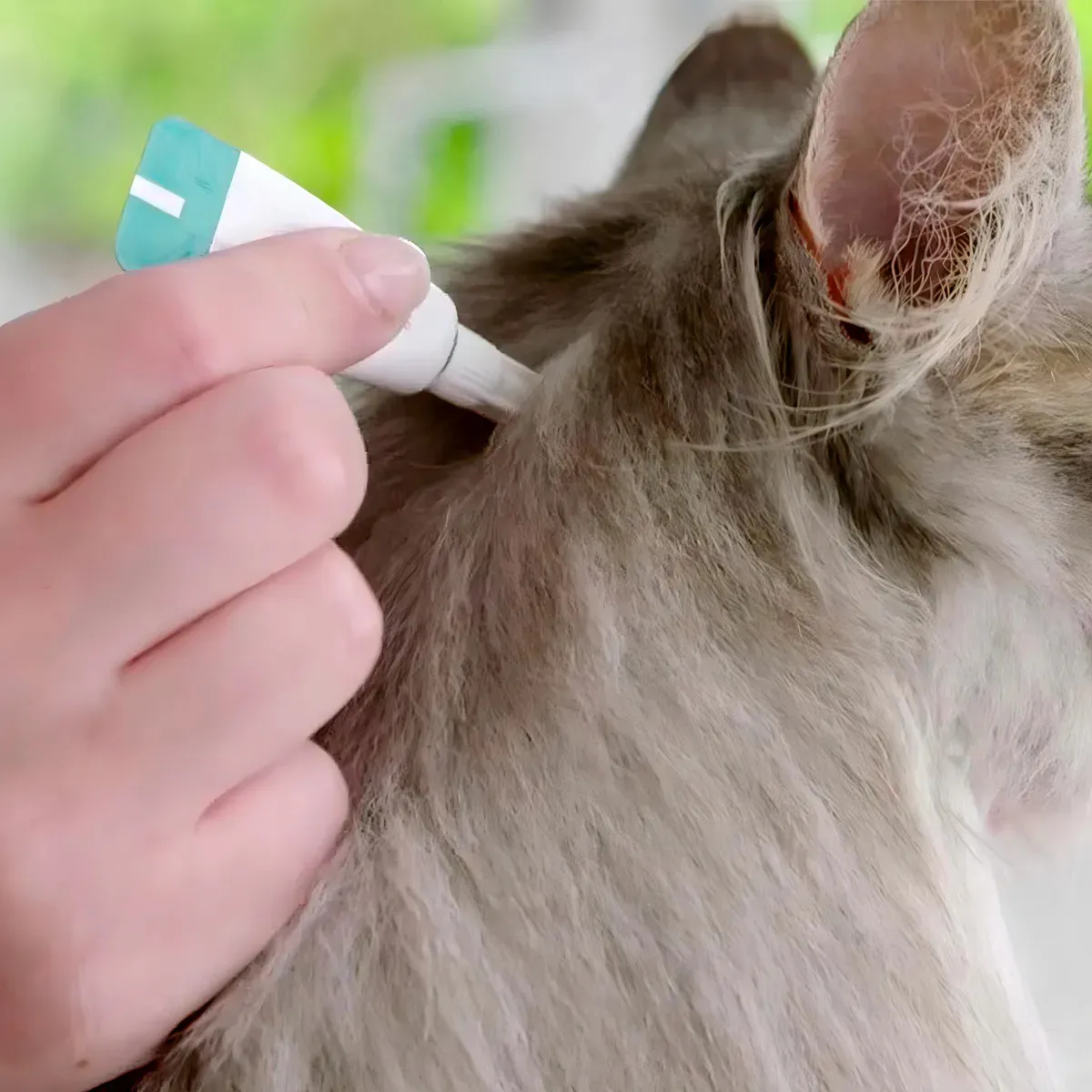 Bravecto Transdermal Gatos Antipulgas 2,8 A 6,25 Kg Pipeta - Imagem 4