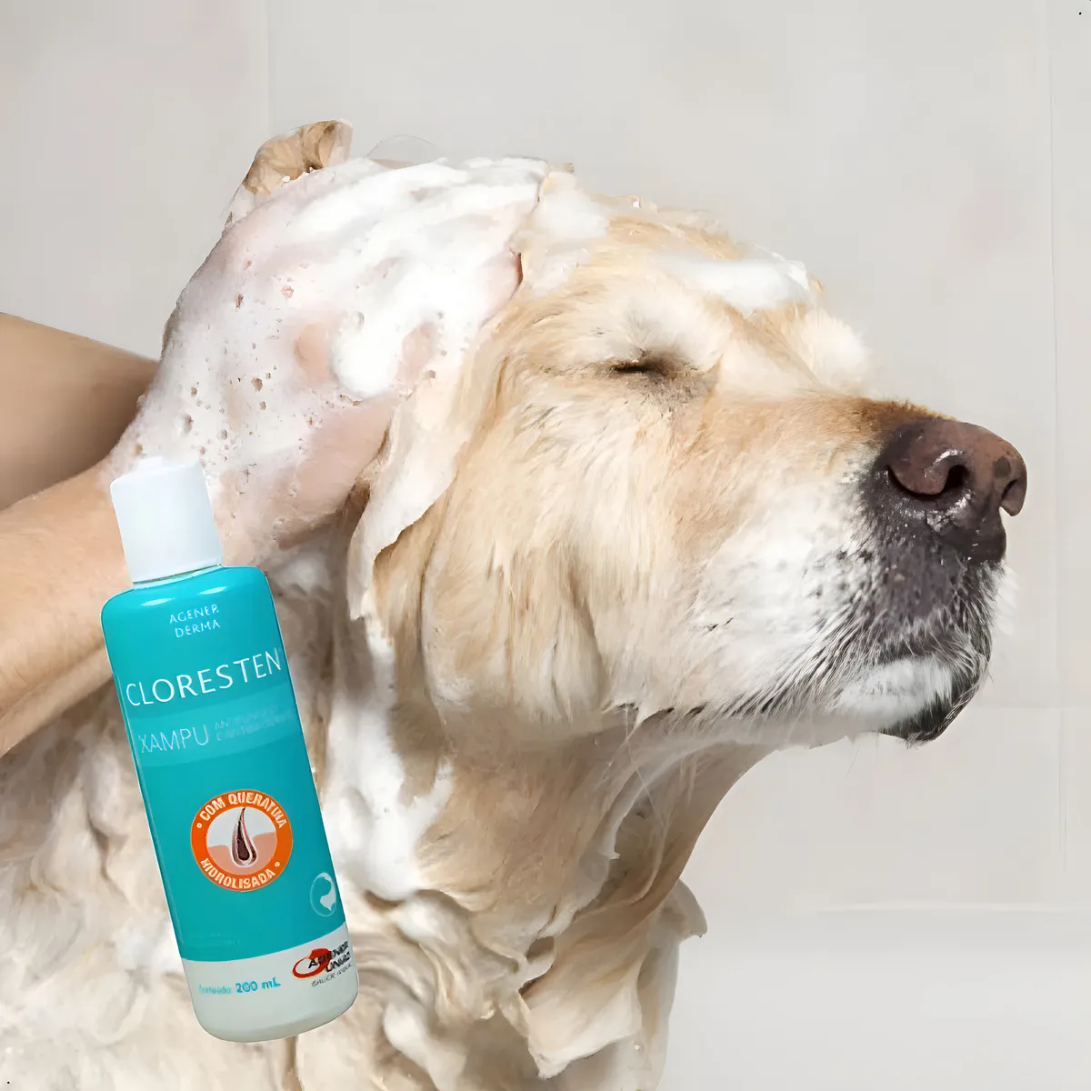 2 Shampoo Cloresten Para Cão Cães Gatos Antibacteriano 200ml - Imagem 2