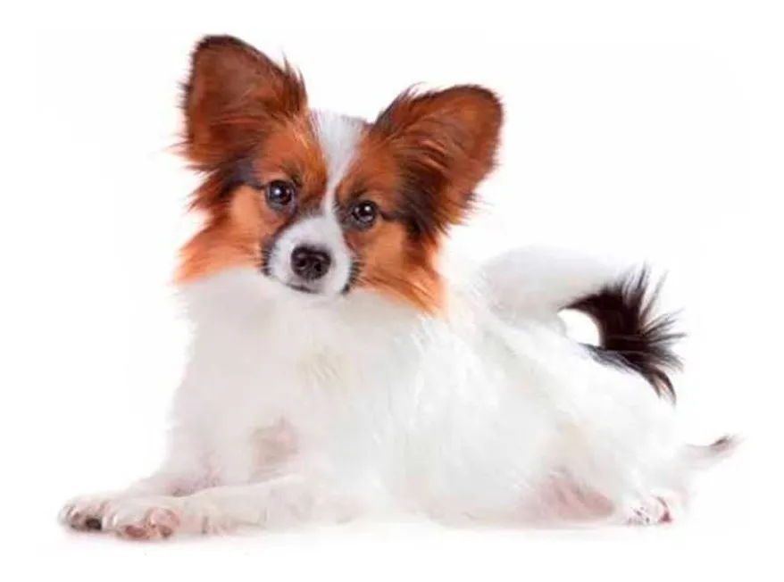 Shampoo Dermogen Equilíbrio Para Cães E Gatos - 200 Ml - Imagem 2