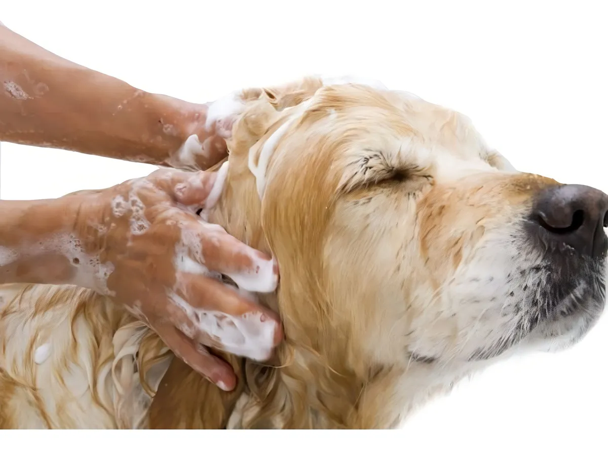 Shampoo Dermogen Equilíbrio Para Cães E Gatos - 200 Ml - Imagem 3