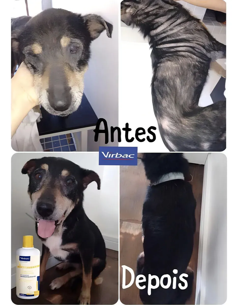 Shampoo Hipoalergênico Virbac Hexadene 500ml Cães e Gatos Clorexidina - Imagem 4