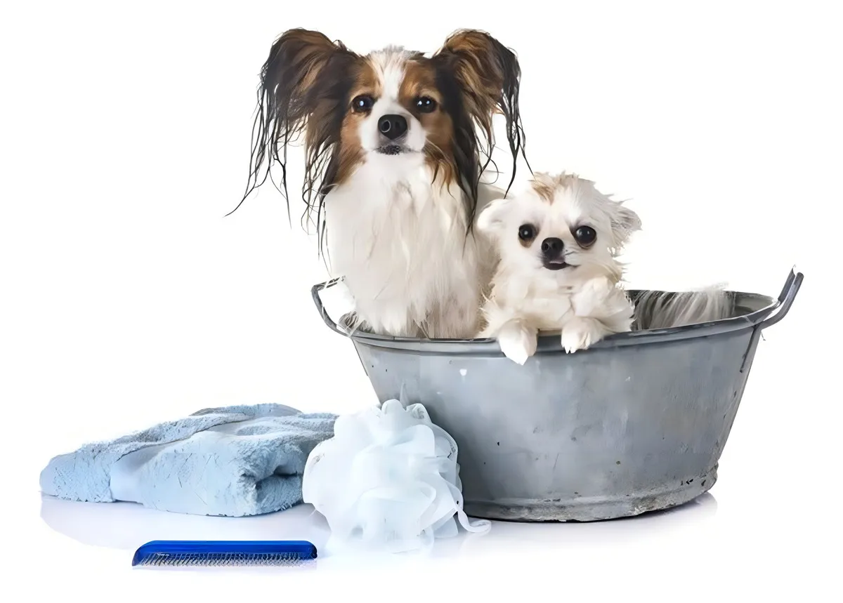 Shampoo Dermogen Equilíbrio Para Cães E Gatos - 200 Ml - Imagem 4