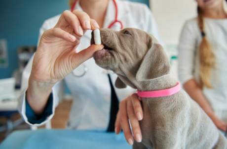 Filhote de cachorro em uma clínica veterinária recebendo um comprimido pela boca, com uma profissional de jaleco ao fundo. A cena representa cuidado, medicação e acompanhamento veterinário.