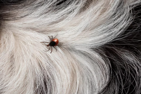 Close-up do pelo de um animal em tons branco e preto, com um carrapato visível preso à pele, representando infestação por parasitas.