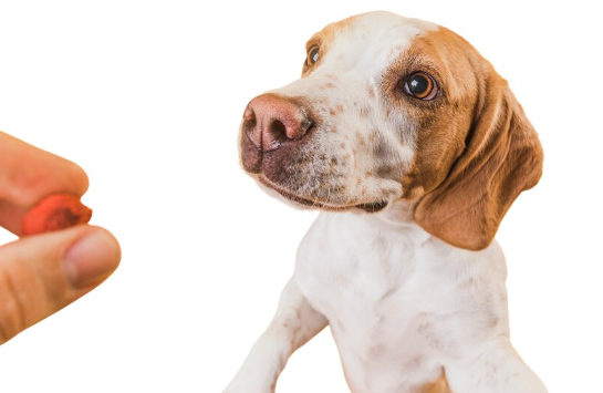 Cachorro branco e marrom olhando atentamente para uma pessoa segurando um petisco ou comprimido, em fundo branco. A imagem transmite atenção, recompensa ou administração de medicação.