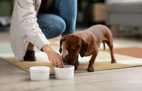 Cachorro marrom de porte pequeno comendo em um pote no chão, enquanto uma pessoa agachada coloca alimento ou medicação no recipiente. A cena transmite cuidado, alimentação e rotina de saúde do pet.