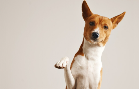 Cachorro de porte pequeno a médio, com pelagem marrom e branca, olhando para a câmera com uma das patas levantadas, como se estivesse pedindo atenção ou cumprimentando.