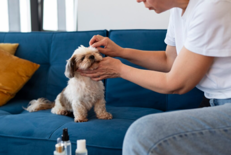 Pessoa cuidando de um cachorro pequeno sentado em um sofá azul, aplicando ou verificando algo na região da cabeça. À frente, aparecem frascos de produtos, sugerindo cuidado, higiene ou prevenção contra parasitas.
