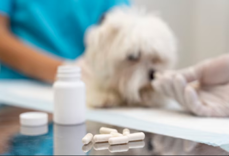Cachorro pequeno e branco em uma clínica veterinária, com cápsulas e frasco de medicamento em primeiro plano. Ao fundo, uma pessoa com luvas parece cuidar ou medicar o animal.