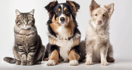 Três pets sentados lado a lado em fundo claro: um gato rajado, um cachorro de pelagem preta, branca e marrom, e um cachorro de pelagem clara. A imagem representa animais domésticos, companhia e cuidados com cães e gatos.