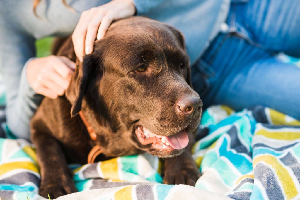 Foto de um cachorro marrom de porte médio deitado sobre uma manta colorida, recebendo carinho de uma pessoa. O cão está com a boca aberta e a língua para fora, transmitindo uma sensação de conforto, cuidado e bem-estar.