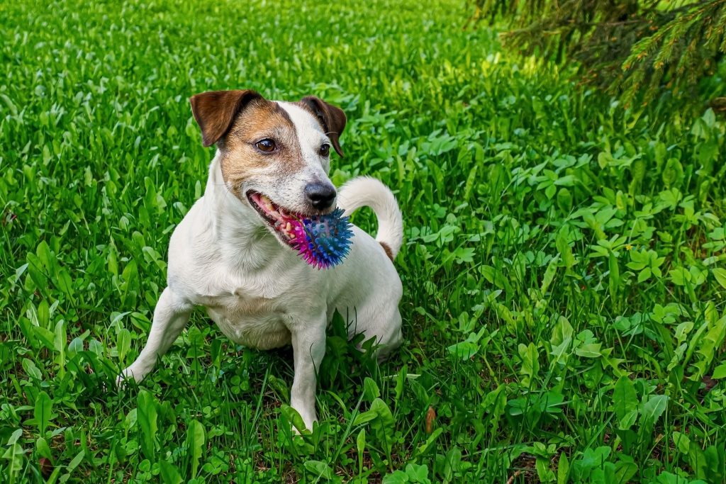 Foto de um cachorro pequeno, branco com manchas marrons no rosto, sentado em uma área verde de grama. Ele está segurando uma bolinha colorida na boca, transmitindo uma sensação de brincadeira e diversão ao ar livre.